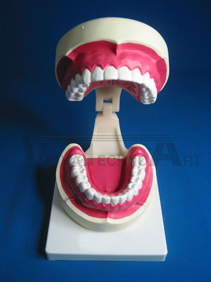 Human tooth model